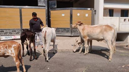 ಲಾಕ್‌ಡೌನ್‌ ಎಫೆಕ್ಟ್‌: ಹಸಿವಿನಿಂದ ಕಂಗಾಲಾದ ಮೂಕ ಪ್ರಾಣಿಗಳಿಗೆ ಯುವಕರಿಂದ ಆಹಾರ ಪೂರೈಕೆ