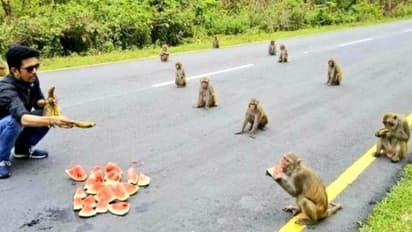 സാമൂഹിക അകലം എങ്ങനെ പാലിക്കണം? മനുഷ്യരെ പഠിപ്പിച്ച് കുരങ്ങന്മാര്‍ !