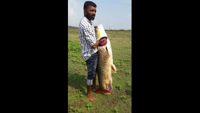 ಹಾರಂಗಿ ಜಲಾಶಯ ಹಿನ್ನೀರಲ್ಲಿ ಗಾಳಕ್ಕೆ ಬಿತ್ತು ಬೃಹತ್ ಕಟ್ಲಾ ಮೀನು