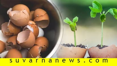 ತಲೆಯಲ್ಲಿ ಬುದ್ಧಿ ಇರೋರು ಮೊಟ್ಟೆ ಚಿಪ್ಪು ಎಸೆಯಲ್ಲ; ಮಾಡ್ತಾರೆ ಕಮಾಲ್!