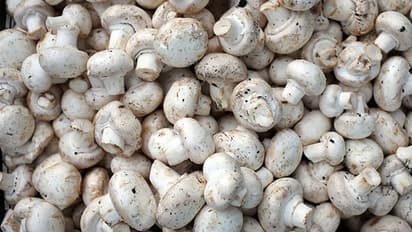 91 വയസിലും ശര്മ കൂണ്കൃഷി ചെയ്യുകയാണ് ; ഇത് പട്ടാളത്തില് നിന്ന് വിരമിച്ച ശേഷം തുടങ്ങിയ സംരംഭം