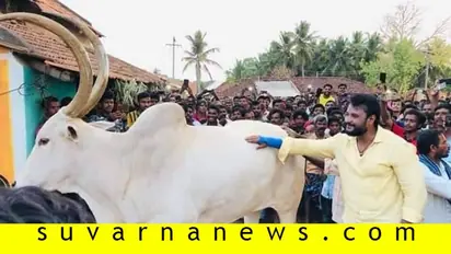 ನಟ ದರ್ಶನ್ ಸ್ಪರ್ಶಕ್ಕೆ ಕಾದಿದ್ದ ಕೆ.ಆರ್.ನಗರ ಬಸವನಿಗೆ ಅನಾರೋಗ್ಯ