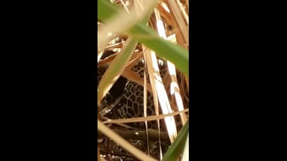 ಕಲಬುರಗಿ: ಕೊರೋನಾ ಆತಂಕದ ಮಧ್ಯೆ ಚಿರತೆ ಪ್ರತ್ಯಕ್ಷ, ಬೆಚ್ಚಿಬಿದ್ದ ಗ್ರಾಮಸ್ಥರು..!