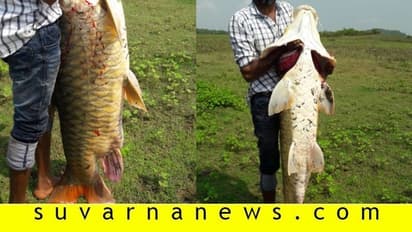 38 ಕೆಜಿಯ ಮೀನು ತಿಂದವರಿಗೆ ಇಲಾಖೆಯಿಂದ ನೋಟಿಸ್..!