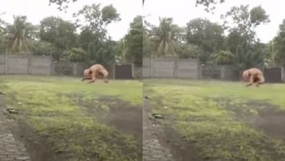 দিনের আলোয় দেখা মিলল রহস্যময় প্রাণীর, ভিডিও ঘিরে শোরগোল নেট দুনিয়ায়