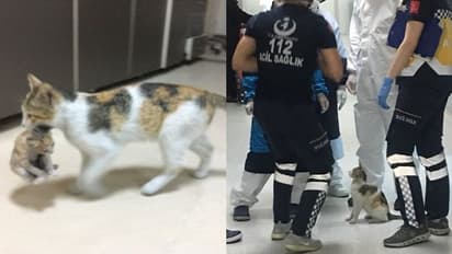 സുഖമില്ലാത്ത പൂച്ചക്കുട്ടിയുമായി അമ്മപ്പൂച്ച ആശുപത്രിയില്‍; അമ്പരന്ന് ഡോക്ടര്‍മാര്‍ !