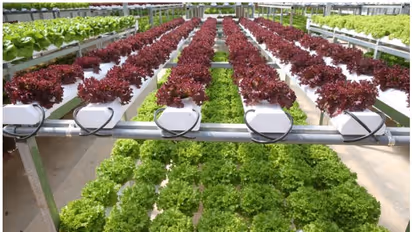 ചുവരുണ്ടെങ്കില്‍ ചിത്രം മാത്രമല്ല കൃഷിയും ചെയ്യാം; ഹൈഡ്രോപോണിക്സിന്‍റെ സാധ്യതകള്‍