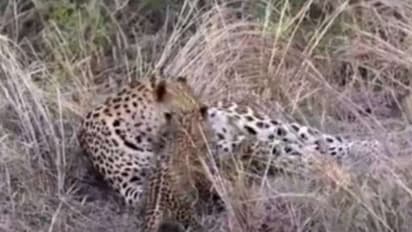 കുഞ്ഞുങ്ങളുമൊത്ത് കളിക്കുന്ന പുള്ളിപ്പുലി; മനോഹരം ഈ വീഡിയോ...