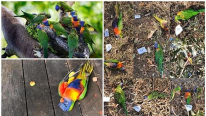 പറക്കുന്നതിനിടയില് കൂട്ടത്തോടെ നിലത്ത് വീണ് തത്തകള് ചാവുന്നു; കൊറോണയ്ക്ക് സമാനമായ വൈറസ് ബാധയെന്ന് സംശയം