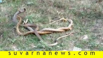 ಪ್ರಕೃತಿಯ ವೈಶಿಷ್ಟ್ಯ: ಮೂರು ನಾಗರ ಹಾವುಗಳ ಸರಸ ಸಲ್ಲಾಪ..!