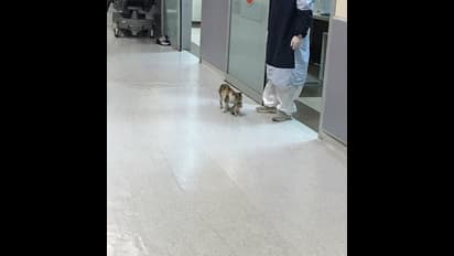 অসুস্থ হয়েছে ছোট্ট ছানা, ঘাড় কামড়ে ধরে সোজা হাসপাতালে হাজির বিড়াল মা