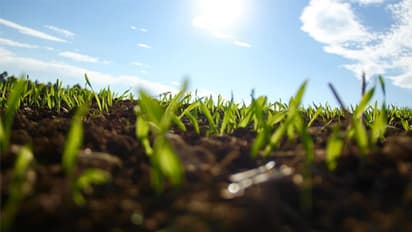 ചെടികള്ക്ക് രാവിലെയും വൈകുന്നേരവും വെള്ളം ഒഴിച്ചാലുള്ള ഗുണം; ജൈവഘടികാരം ചെടികളിലുമുണ്ട്