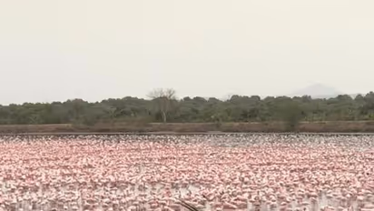 Thousands of flamingos paint Mumbai city pink amid coronavirus lockdown