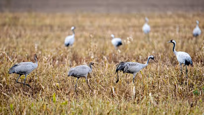 തണ്ണീർത്തടങ്ങളെ കുറിച്ച് കുറച്ച് കാര്യങ്ങൾ