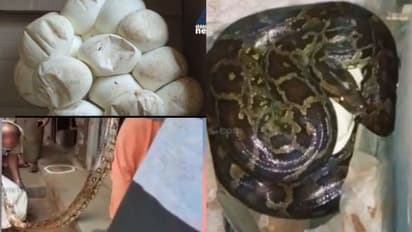 3 മീറ്റർ നീളവും 24 കിലോ തൂക്കവും; ലോക്ക്ഡൗണില് പൂട്ടിയ ജ്വല്ലറി തുറന്നപ്പോള് കണ്ടത് അടയിരിക്കുന്ന പാമ്പിനെ