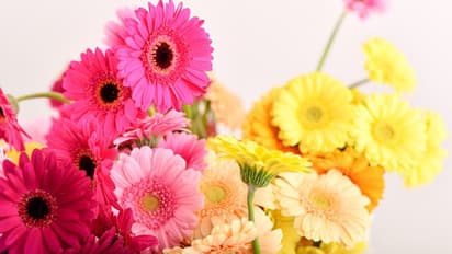 'പൂക്കള്‍ അറിയുന്നില്ലല്ലോ ലോക്ക്ഡൗണാണെന്ന്, അത് പുഷ്പിച്ചുകൊണ്ടേയിരിക്കുന്നു '