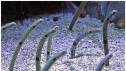 ലോക്ക് ഡൗൺ: ആരലുകൾ മനുഷ്യരെ മറന്നു പോവാതിരിക്കാൻ വീഡിയോ കോൾ ചെയ്യാനഭ്യർത്ഥിച്ച് അക്വേറിയം അധികൃതർ