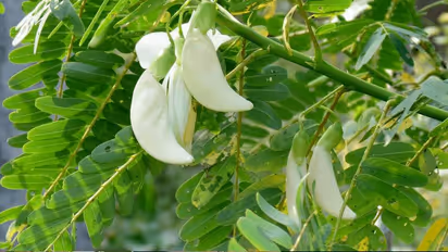 വഴിയരികിലെ പോഷകസസ്യങ്ങളെ മറക്കല്ലേ; പ്ലാവിലയും കോവയ്ക്കയുടെ ഇലയും ഭക്ഷണമാക്കാം