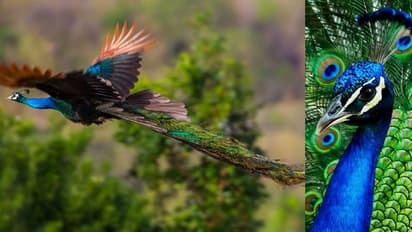 പീലി വീശി മരക്കൊമ്പിലേക്ക് പറന്നുകയറി മയിൽ; അപൂർവ വീഡിയോ ഏറ്റെടുത്ത് ട്വിറ്റർ ലോകം