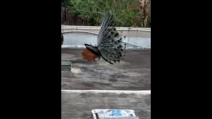 ವೈದ್ಯರ ಮುಂದೆ ಮಯೂರ ನರ್ತನ, ನೋಡಲೆರಡು ಕಣ್ಣು ಸಾಲದು...