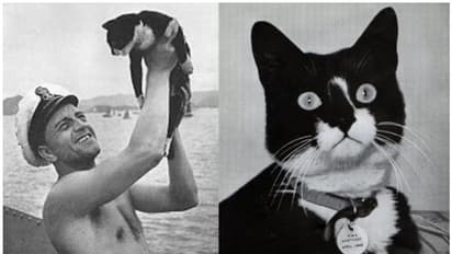 മൂന്ന് കപ്പലുകൾ മുങ്ങി, പക്ഷേ അത്ഭുതകരമായി രക്ഷപ്പെട്ട പൂച്ച, ഇത് 'അണ്സിങ്കബിള് സാം'