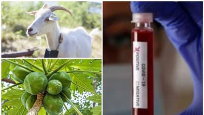 ആടും പപ്പായയും വരെ കൊവിഡ് പൊസിറ്റീവായി; ടെസ്റ്റ് കിറ്റ് റദ്ദാക്കി ഈ 'രാജ്യം'