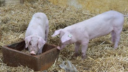 കാസർകോട് വളർത്തു പന്നികളിൽ ആഫ്രിക്കൻ സൈൻ ഫീവർ സ്ഥിരീകരിച്ചു