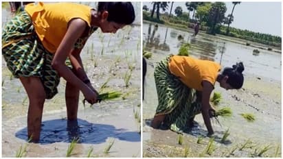 கொரோனா ஓய்வு... திரைப்பட பணிகள் இல்லை: பாவாடையை மடிச்சு கட்டிக்கொண்டு நாற்று நட்ட இளம் நடிகை!