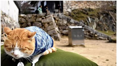 ജപ്പാനിലെ ഈ കൊട്ടാരത്തിലെ പ്രഭുവായി ഒരു പൂച്ച മാറിയതെങ്ങനെ?