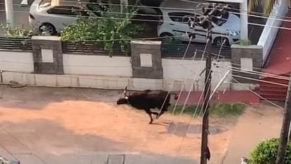 ಲಾಕ್‌ಡೌನ್‌ ಎಫೆಕ್ಟ್‌: ನಾಡಿನತ್ತ ಮುಖ ಮಾಡಿದ ಪ್ರಾಣಿಗಳು, ವಾಹನಗಳ ಹಾರ್ನ್‌ಗೆ ಬೆದರಿ ಪ್ರಾಣ ಬಿಟ್ಟ ಕಾಡುಕೋಣ..!