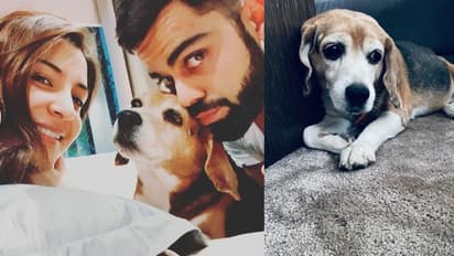 ‘Gone to a better place’: Virat Kohli mourns death of pet dog Bruno