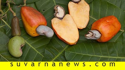 ಗೋಡಂಬಿ ಇಷ್ಟ ಅನ್ನೋರಿಗೆ ಗೇರುಹಣ್ಣಿನ ಬಗ್ಗೆ ಏನ್ ಗೊತ್ತು?