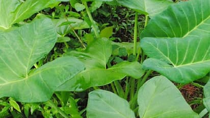 ചൊറിയാത്ത ചേമ്പ് വളര്ത്താം; ചീരച്ചേമ്പ് നട്ടാല് എന്നും ഇലകള് സമൃദ്ധം