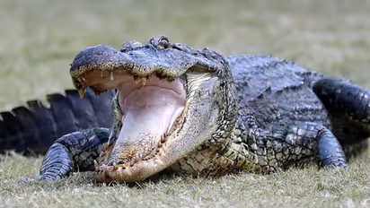 After monkey, crocodile hanged in Odisha, cut into pieces for 'meal'