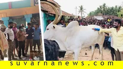 ದರ್ಶನ್ ಸ್ಪರ್ಶಕ್ಕೆ ಕಾದಿದ್ದ ಬಸವ; ಚಿಕಿತ್ಸೆ ಕೊಡಿಸಿ ಮಾನವೀಯತೆ ತೋರಿದ ಡಿ-ಬಾಸ್!