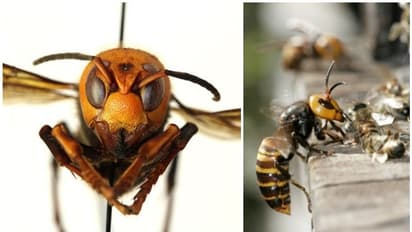 വെട്ടുകിളികൾക്കു ശേഷം നാശം വിതയ്ക്കാൻ 'കൊലയാളി കടന്നലുകൾ', കൊറോണകെടുതിക്കിടെ അമേരിക്കയ്ക്ക് അടുത്ത പ്രഹരം