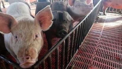 ചൈനയില് പുതിയ ഇനം പന്നിപ്പനി വൈറസ് കണ്ടെത്തി; അപകടകാരിയെന്ന് മുന്നറിയിപ്പ്