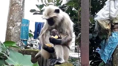 'আমার সন্তান যেন থাকে দুধে-বিস্কুটে', লকডাউনে খাবারের খোঁজে গৃহস্থ্য়ের দুয়ারে মা হনুমান