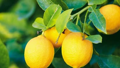 Flush out toxins: These fruits, vegetables help you detox