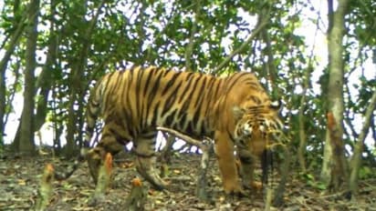 Number of Royal Bengal Tiger increases in sundarbans