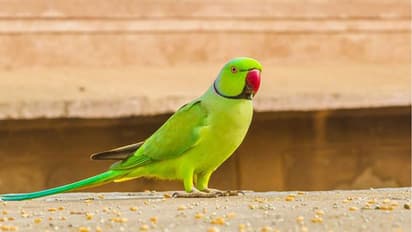 इंस्पेक्टर का तोता हुआ चोरी, पड़ोसी पर लगा आरोप, पुलिस ने 'मिट्ठू' पर छोड़ा फैसला; फिर देखें बेजुबान का न्याय