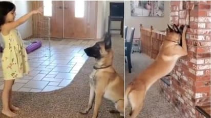 'നീ എന്നെ കണ്ടുപിടിക്ക്..'; ലോക്ക്ഡൗണിനിടെ ഒളിച്ചുകളിച്ച് കൊച്ചുമിടുക്കിയും നായയും, വീഡിയോ വൈറൽ