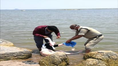 తండ్రి ఉద్యోగం,పెన్షన్ మాత్రమే, తల్లి వద్దట... కొడుకు తీరుతో వృద్దురాలి ఆత్మహత్యాయత్నం