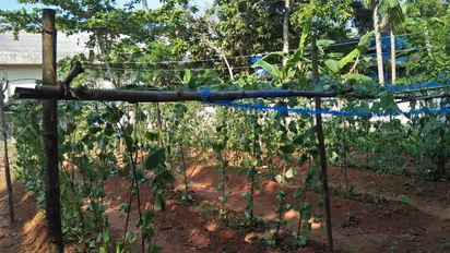 വീട്ടുവളപ്പിലെ പച്ചക്കറികൃഷി മൂടോടെ വെട്ടി നശിപ്പിച്ച് സാമൂഹ്യവിരുദ്ധര്‍