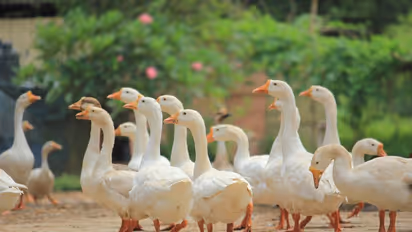 കുറഞ്ഞ ചെലവില് വീട്ടുമുറ്റത്ത് താറാവ് വളര്ത്താം; ആദായം നേടിത്തരാന് ഇറച്ചിയും മുട്ടയും