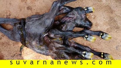 2 ತಲೆ, 8 ಕಾಲಿನ ಕೊರೋನಾ ಎಮ್ಮೆಕರು ಜನನ..!