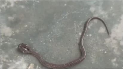 Rare two-headed wolf snake rescued from house in Odisha