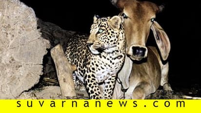 ಚಿರತೆ ಮತ್ತು ಹಸು ಜೊತೆ ಜೊತೆಯಲಿ: ಗುಜರಾತ್‌ನಲ್ಲೊಂದು ಅಪರೂಪದ ಘಟನೆ