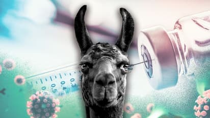 കൊറോണ വൈറസിനെതിരായ പോരാട്ടത്തിൽ ഈ വിചിത്ര മൃഗത്തിനുള്ള പങ്ക്