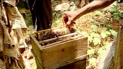 ലോക്ക്ഡൗണ്: തേൻ സംഭരിക്കാനും പരിപാലിക്കാനും വഴിയില്ല, തേനീച്ച കർഷകരുടെ ജീവിതം തകർച്ചയിൽ